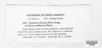 Anthracoidea caricis image